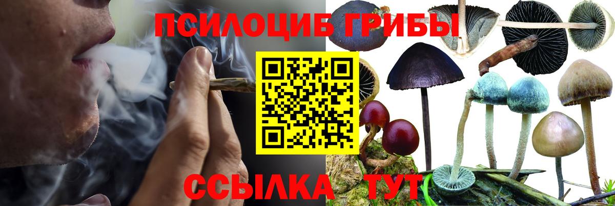 Псилоцибиновые грибы мицелий  Вход с VPN  Псилоцибиновые грибы GOLDEN TEACHER  Фрязино 